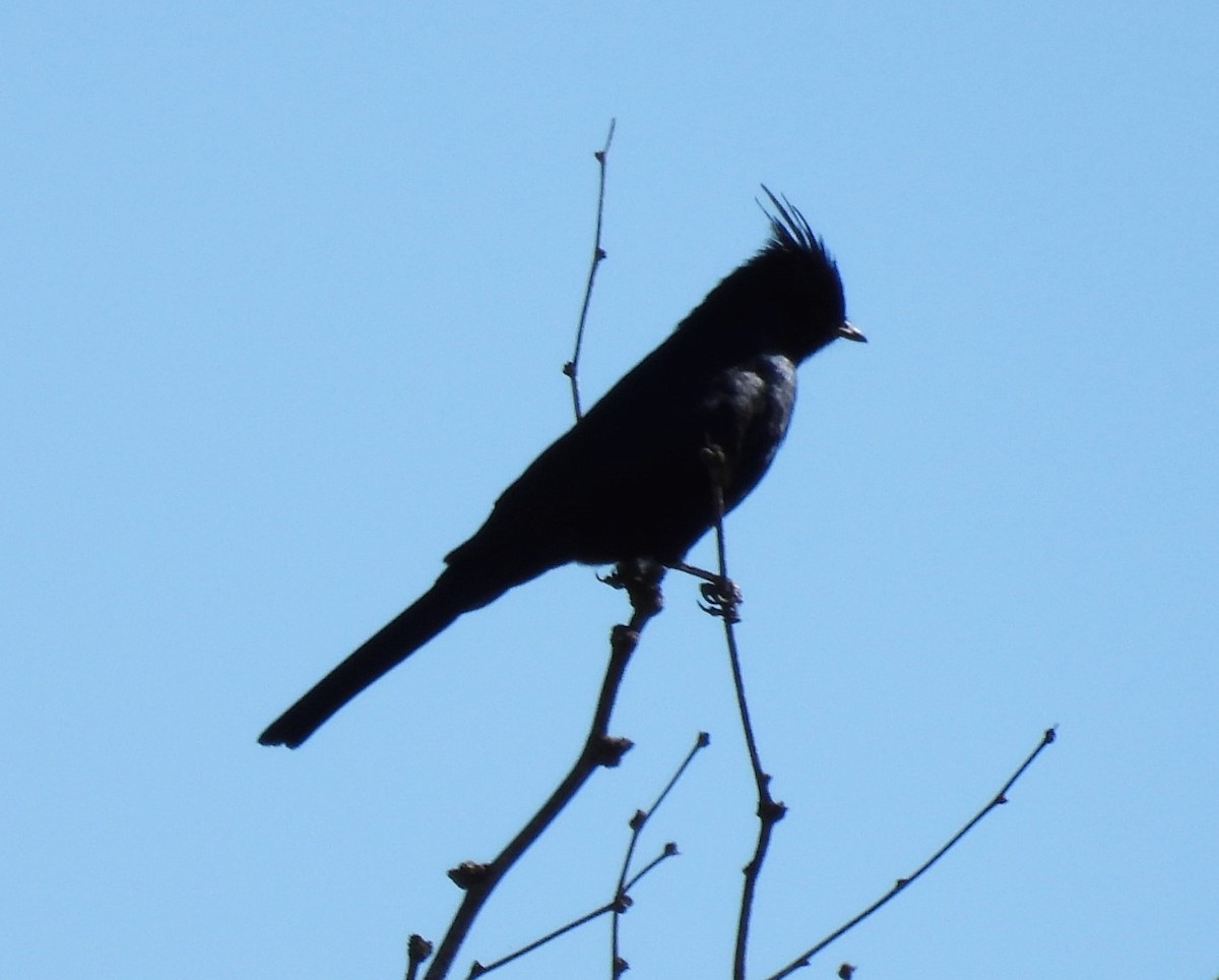 Phainopepla - Julie Furgason