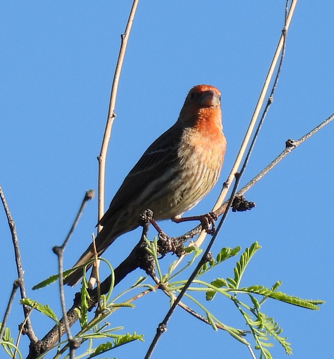 House Finch - ML617846007