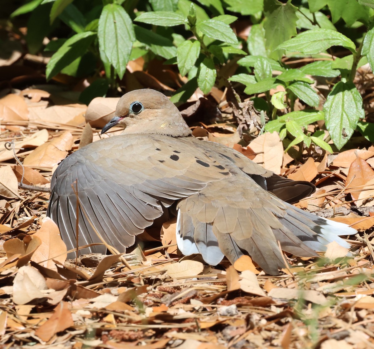 Mourning Dove - ML617846021