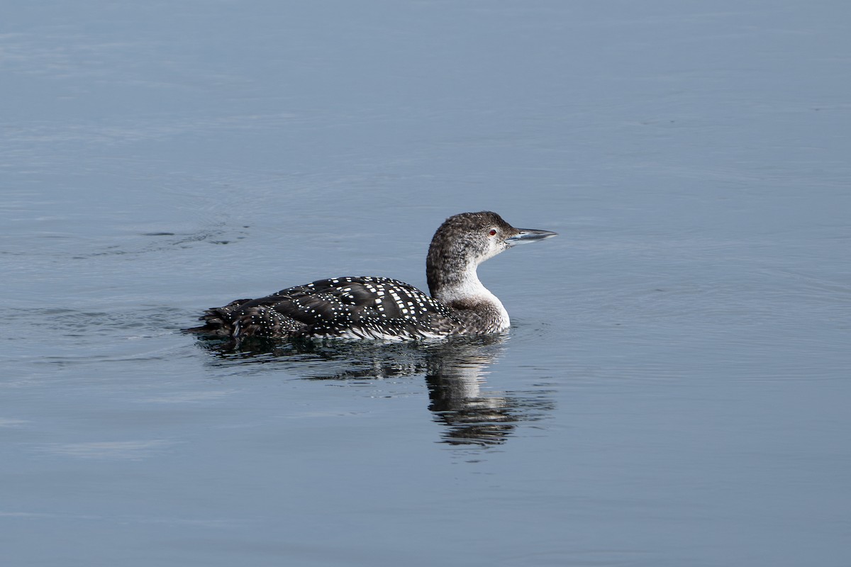 Plongeon huard - ML617846025