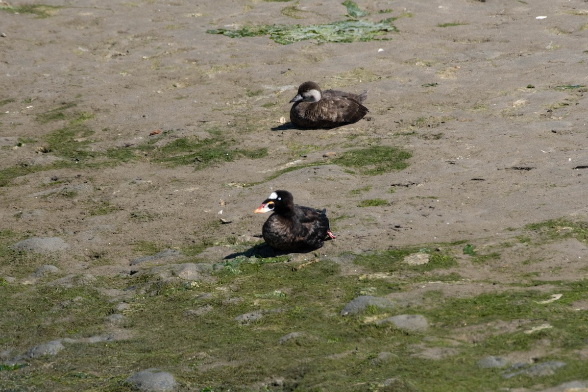 Black Scoter - ML617846026