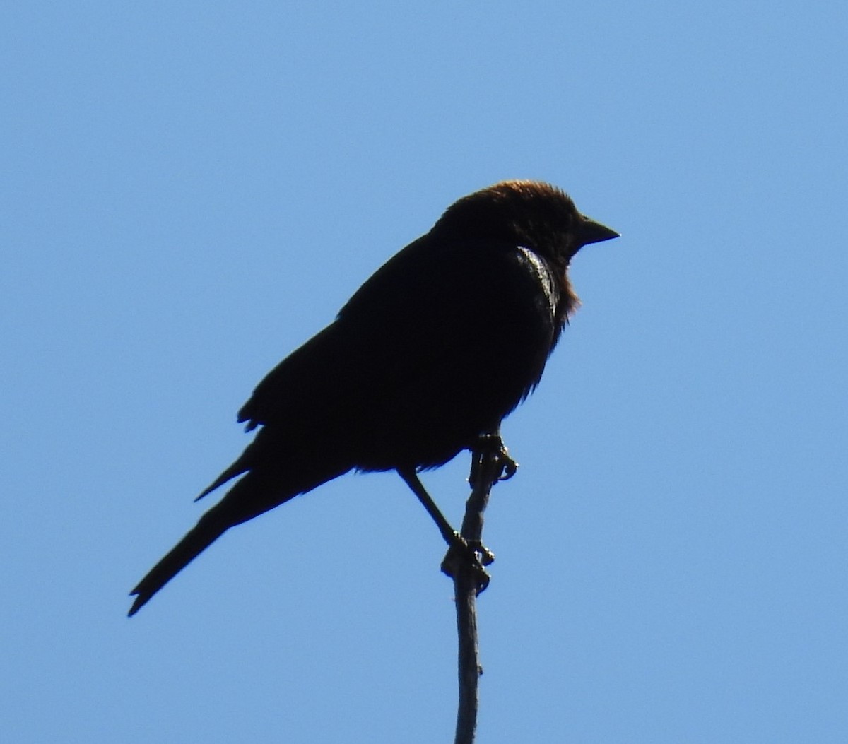 Brown-headed Cowbird - ML617846030