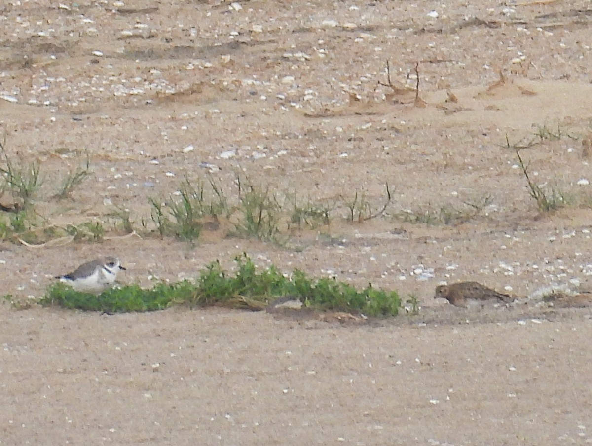 Least Seedsnipe - Bettina Amorín