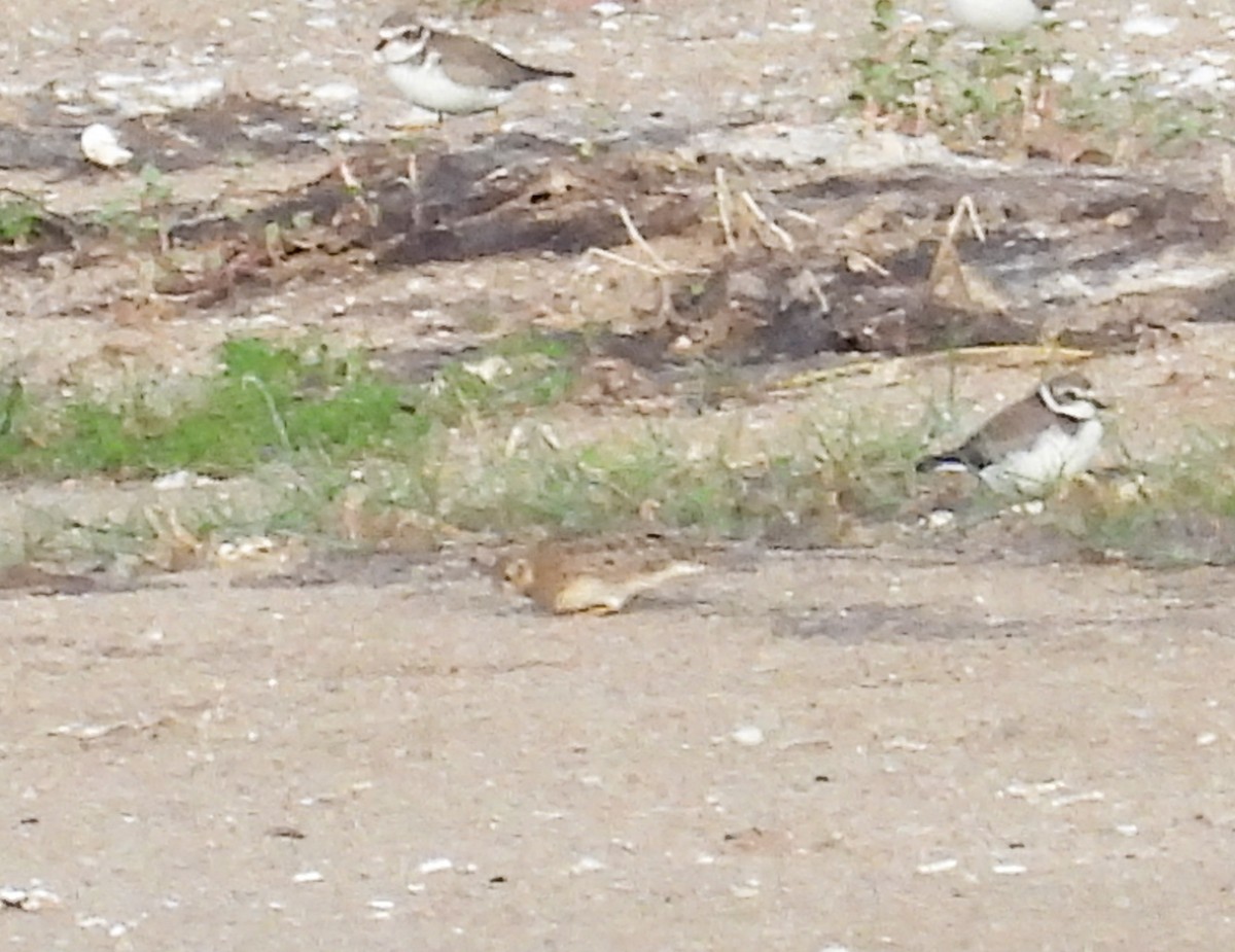 Least Seedsnipe - Bettina Amorín