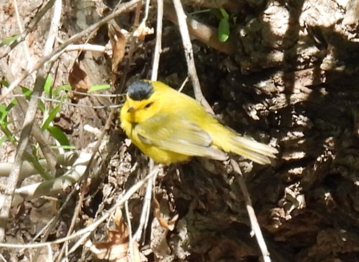 Wilson's Warbler - Julie Furgason