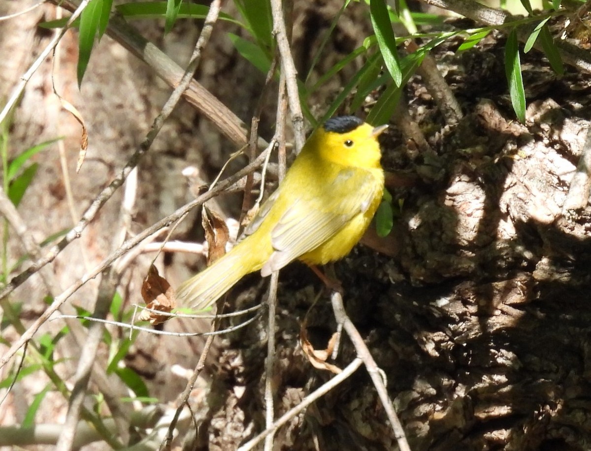 Wilson's Warbler - ML617846048