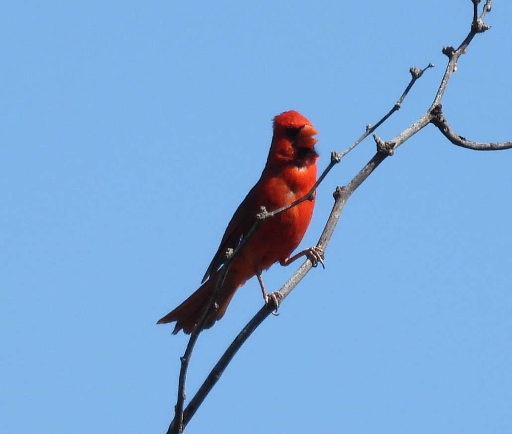 Cardinal rouge - ML617846056