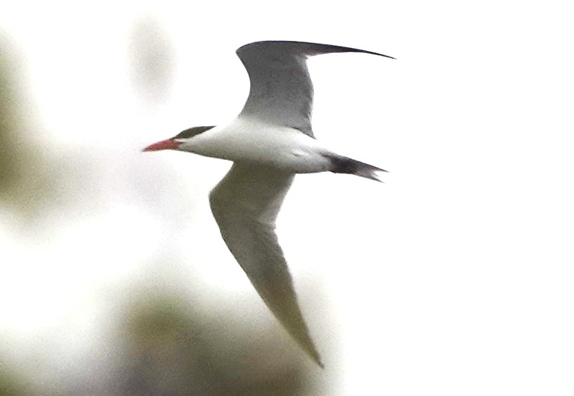 Caspian Tern - Peter Blancher