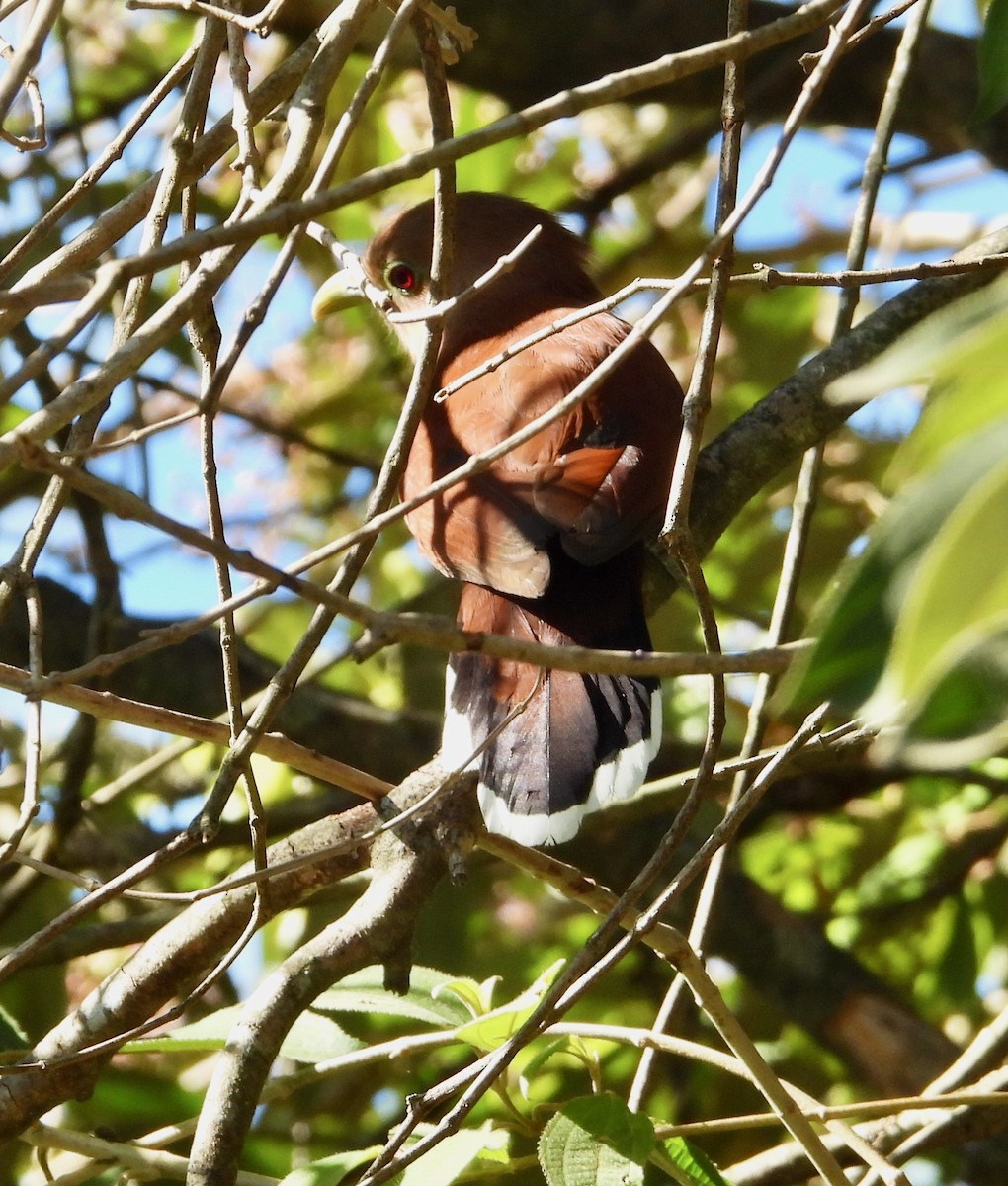 Squirrel Cuckoo (Middle America) - ML617846078