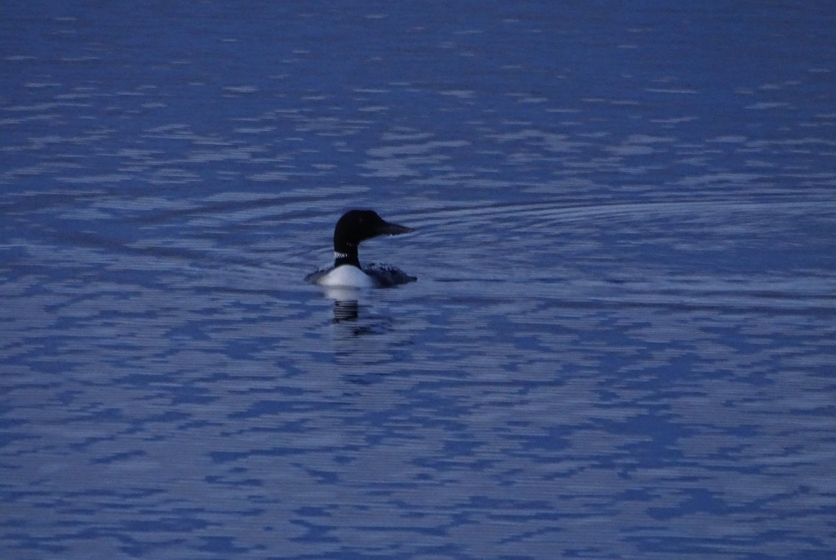 Common Loon - ML617846110