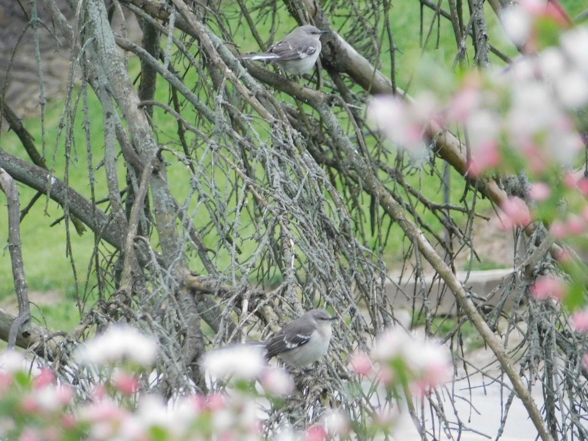 Northern Mockingbird - john and Avis keener