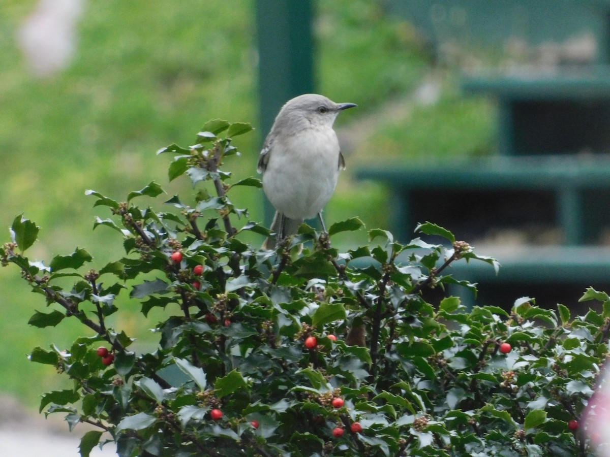 Northern Mockingbird - john and Avis keener