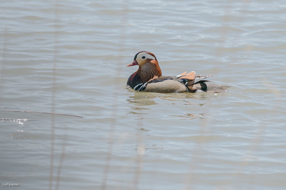 Mandarin Duck - ML617846126