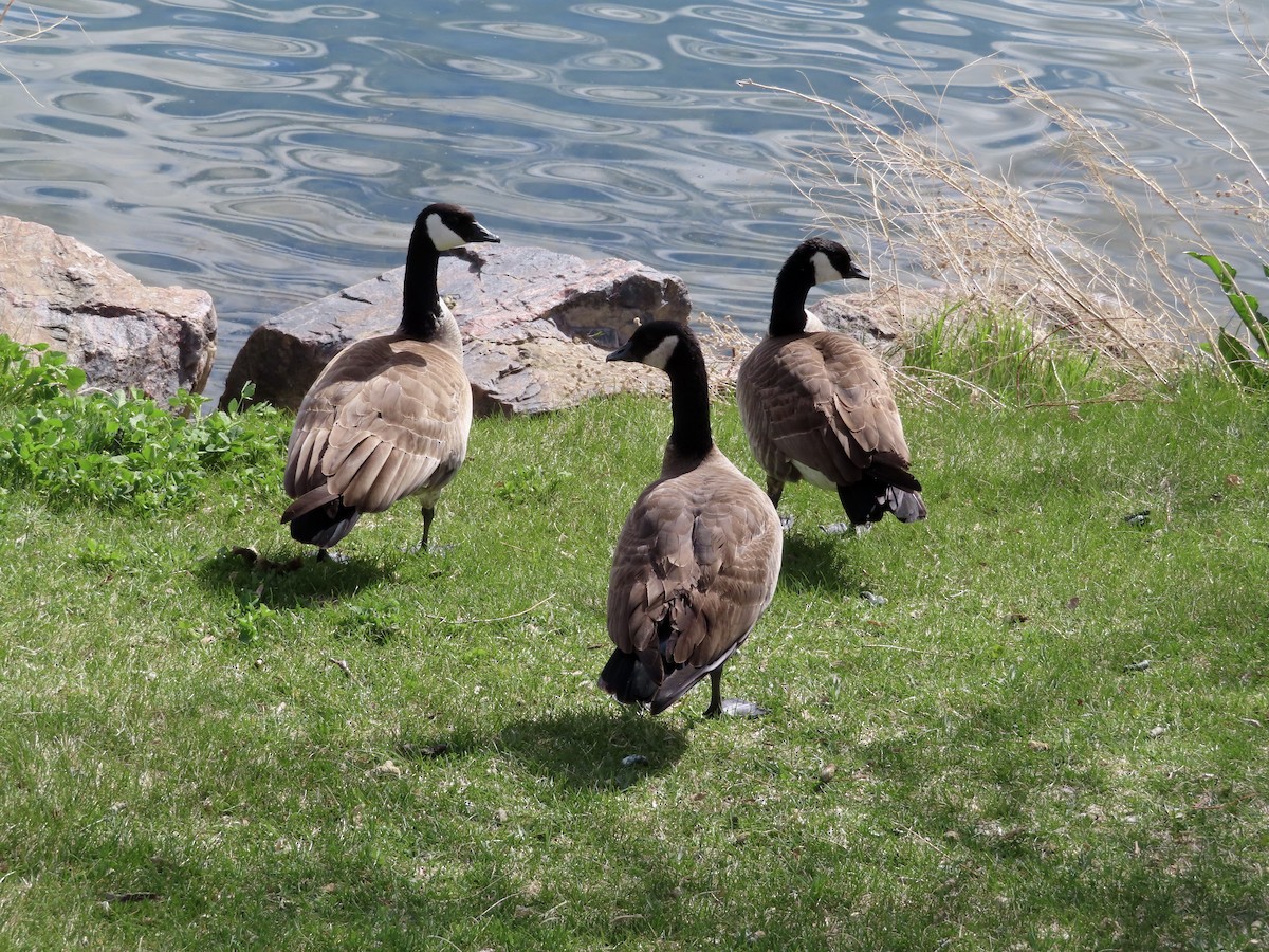 Cackling/Canada Goose - ML617846127