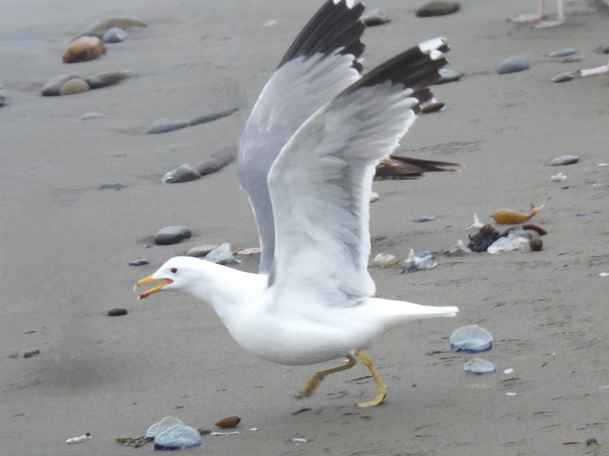 California Gull - ML617846141