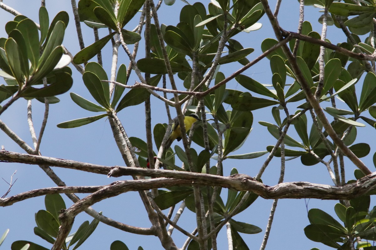 Yellow-throated Flycatcher - ML617846142