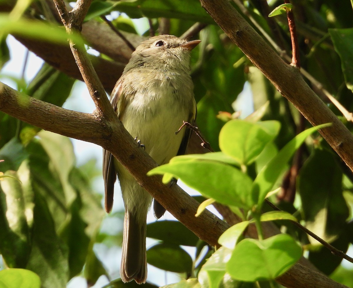 Least Flycatcher - ML617846152