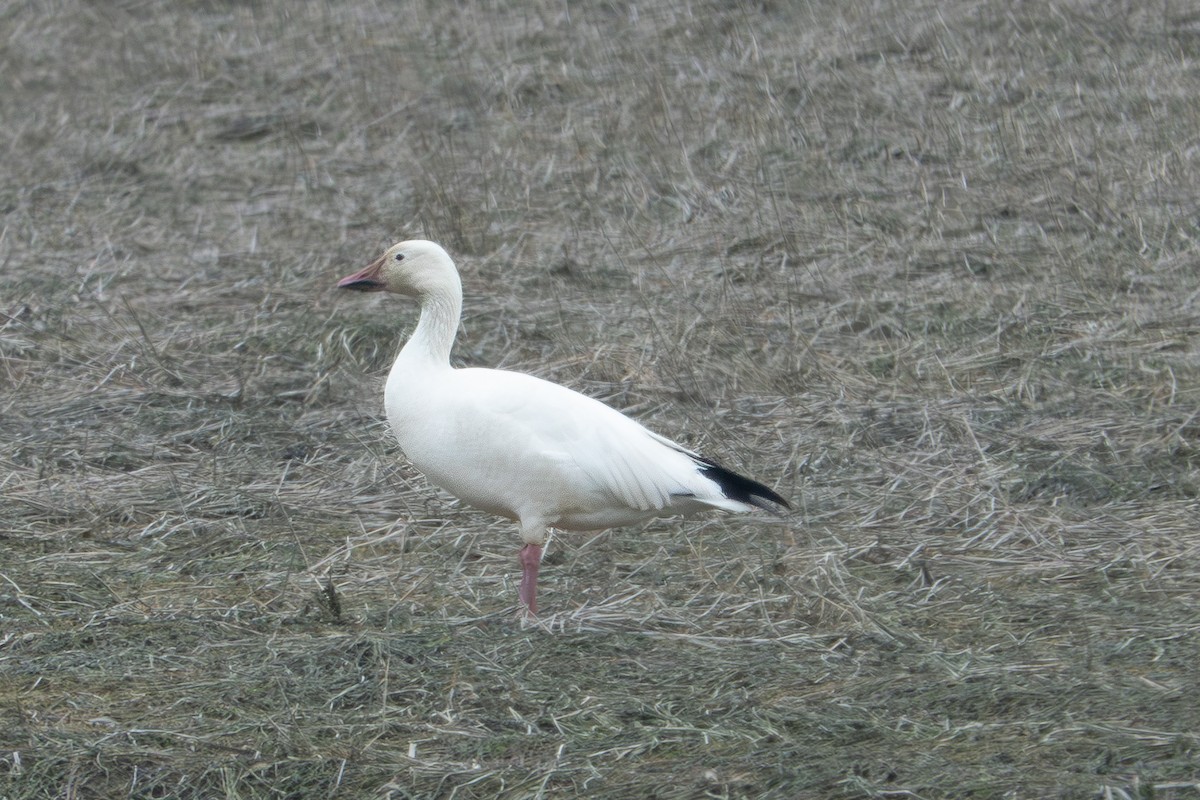 Snow Goose - Betsy Fischer