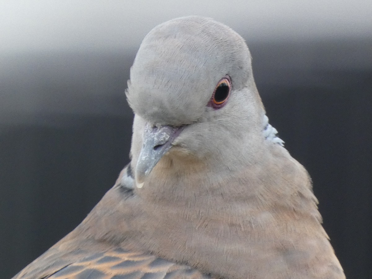 Oriental Turtle-Dove - ML617846180