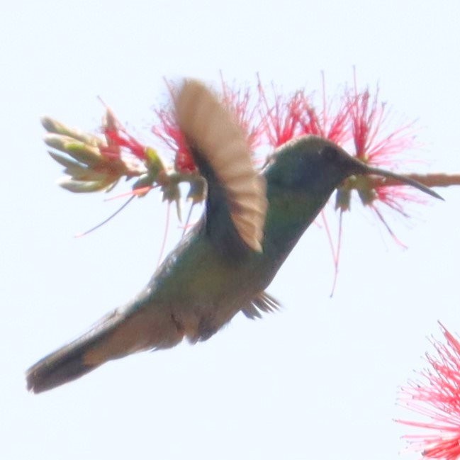 Colibrí Oreja Violeta Mexicano - ML617846222