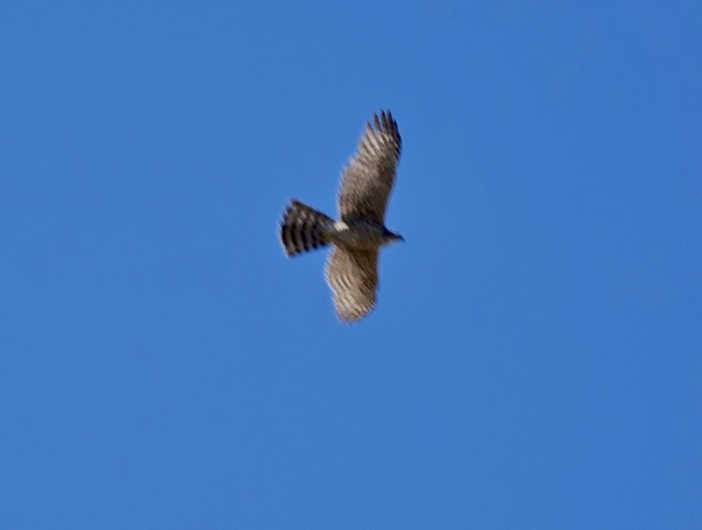 American Goshawk - Rick Taylor