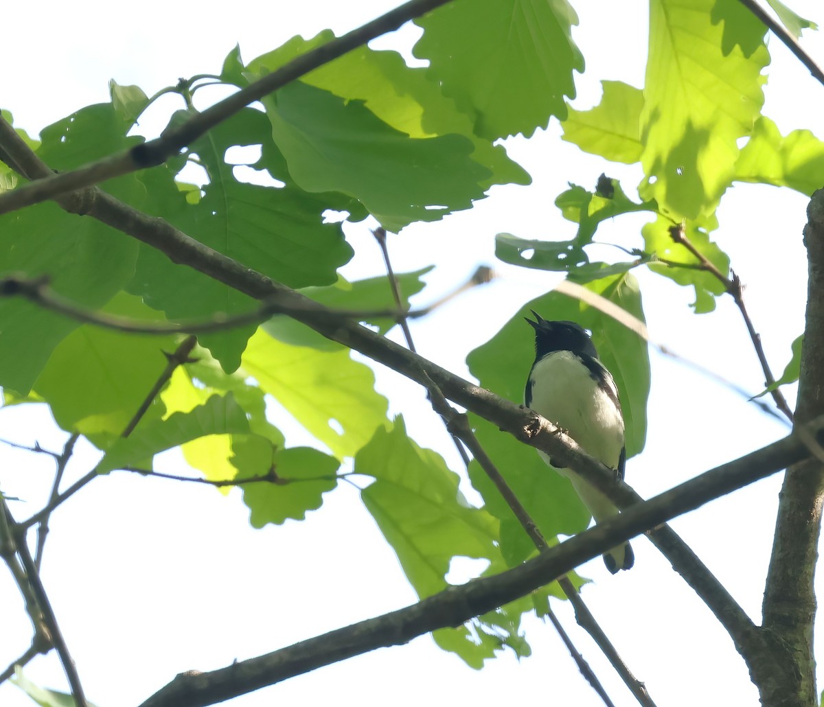 Black-throated Blue Warbler - Thomas Smith