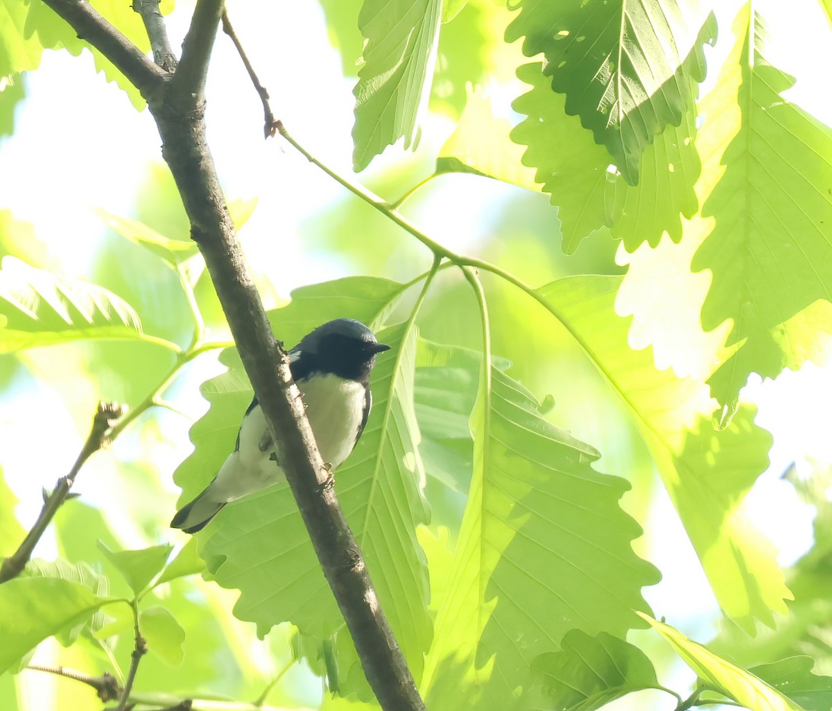 Black-throated Blue Warbler - Thomas Smith