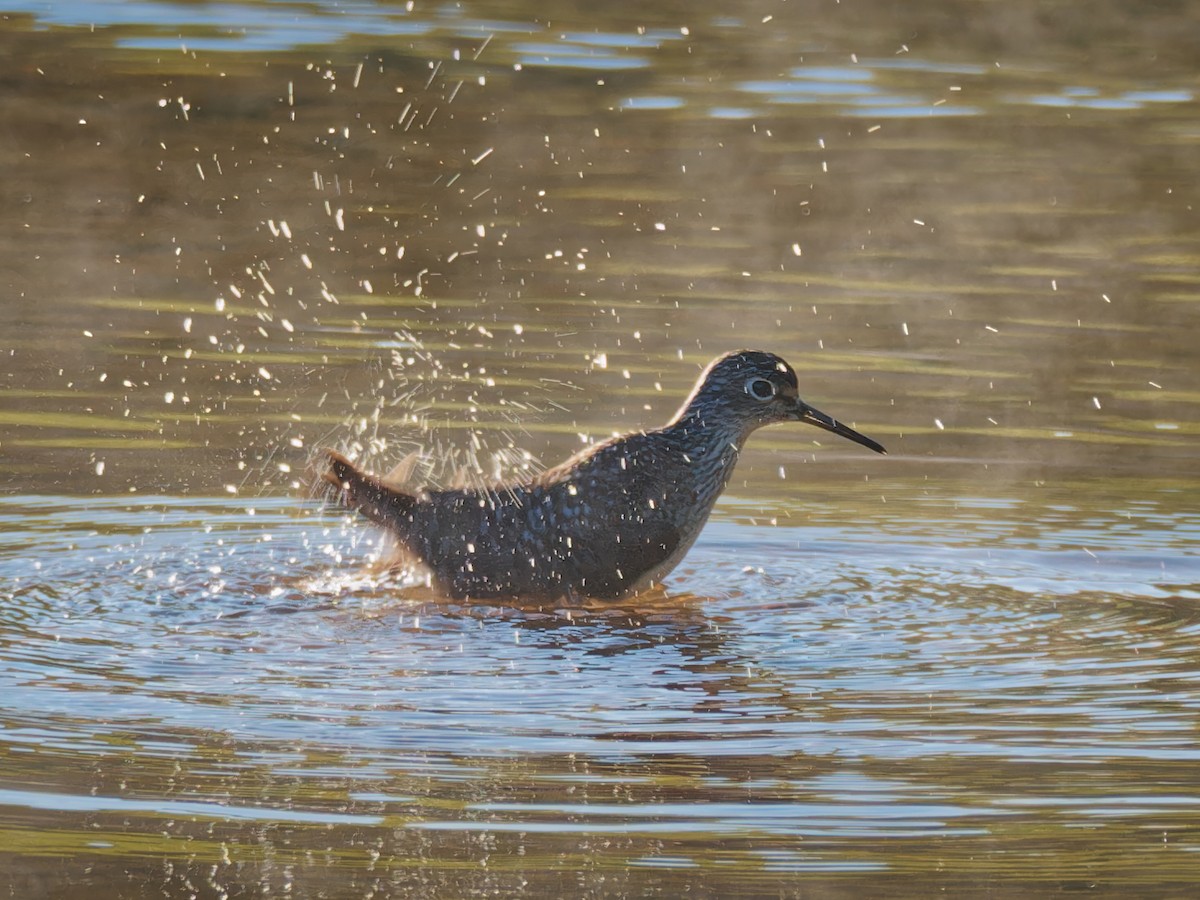 Solitary Sandpiper - ML617846269