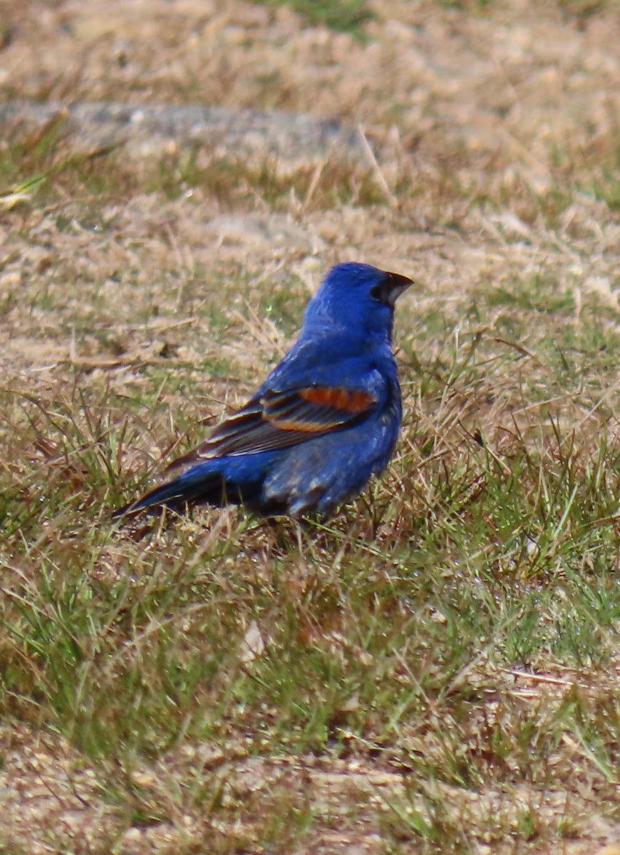 Blue Grosbeak - Jim Sweeney