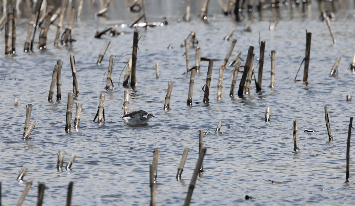 Wilson's Phalarope - Derek Sallmann