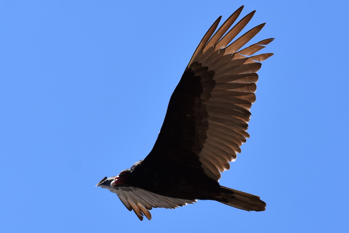 Turkey Vulture - ML617846306