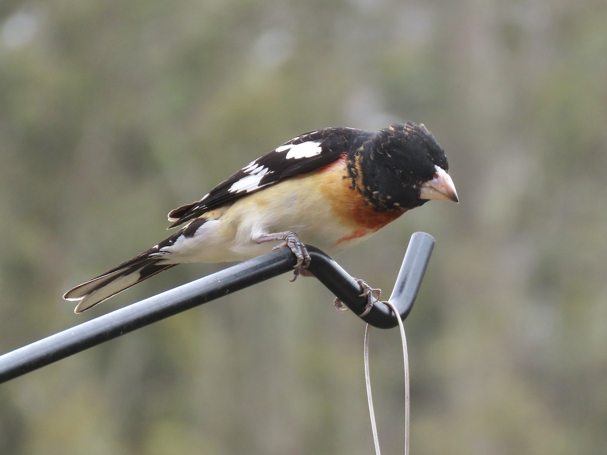 Rose-breasted x Black-headed Grosbeak (hybrid) - ML617846315