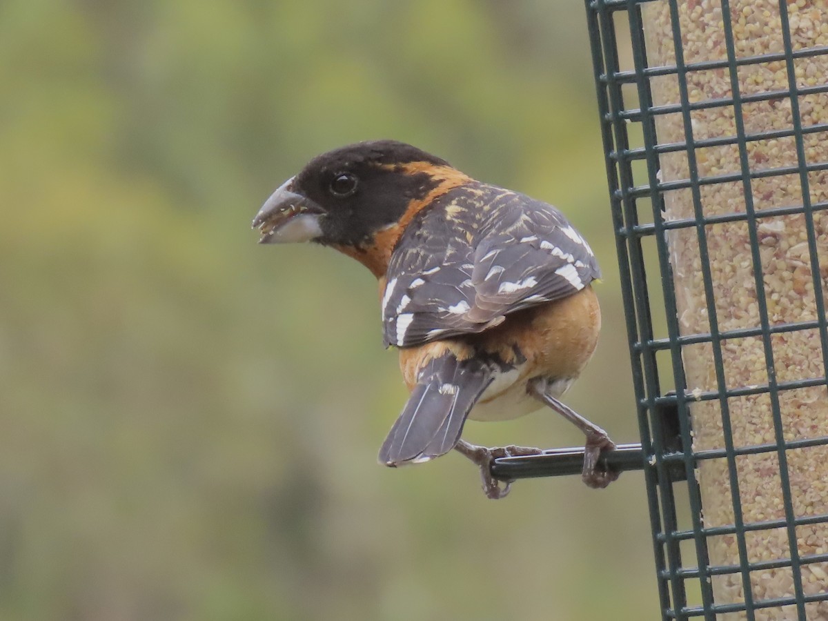 Black-headed Grosbeak - Alane Gray