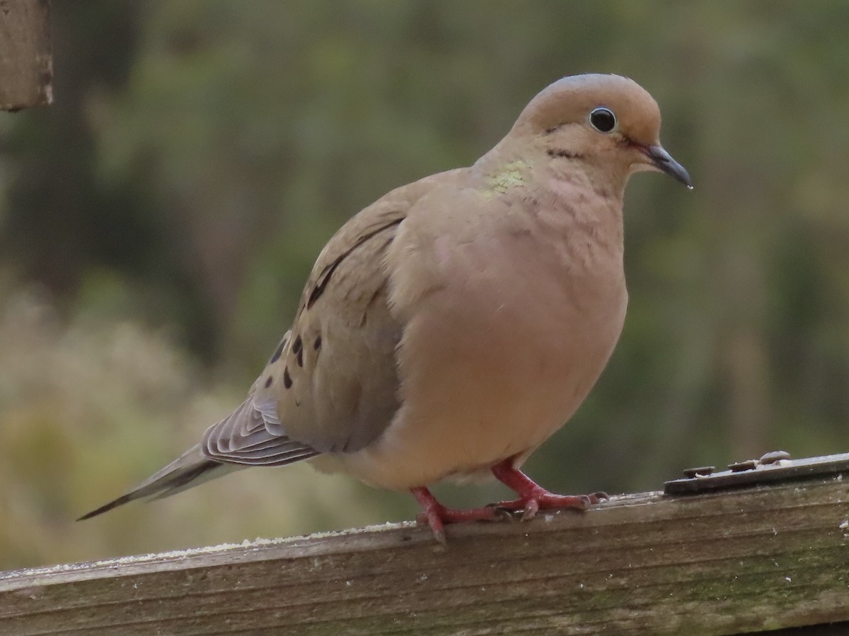 Mourning Dove - Alane Gray