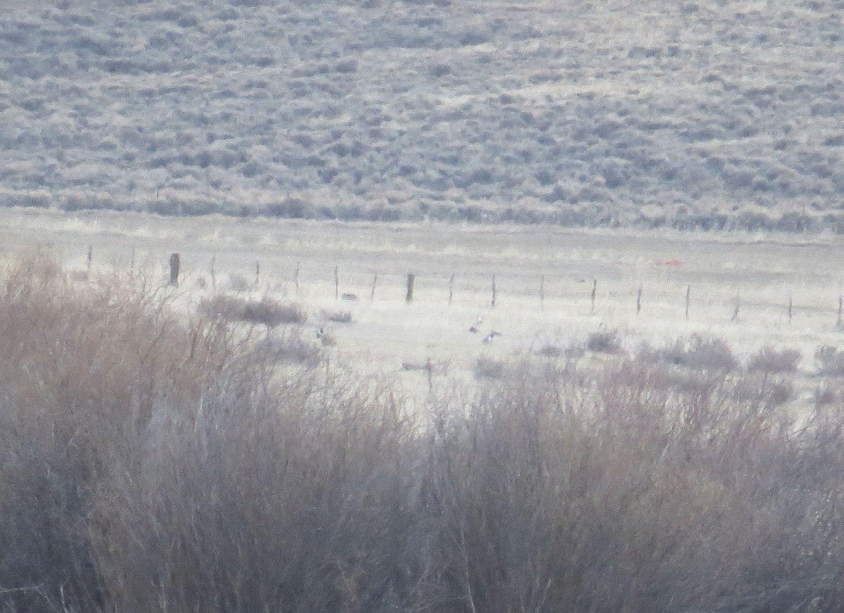 Gunnison-Beifußhuhn - ML617846398