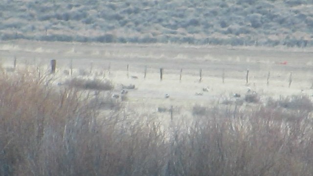 Tétras du Gunnison - ML617846408