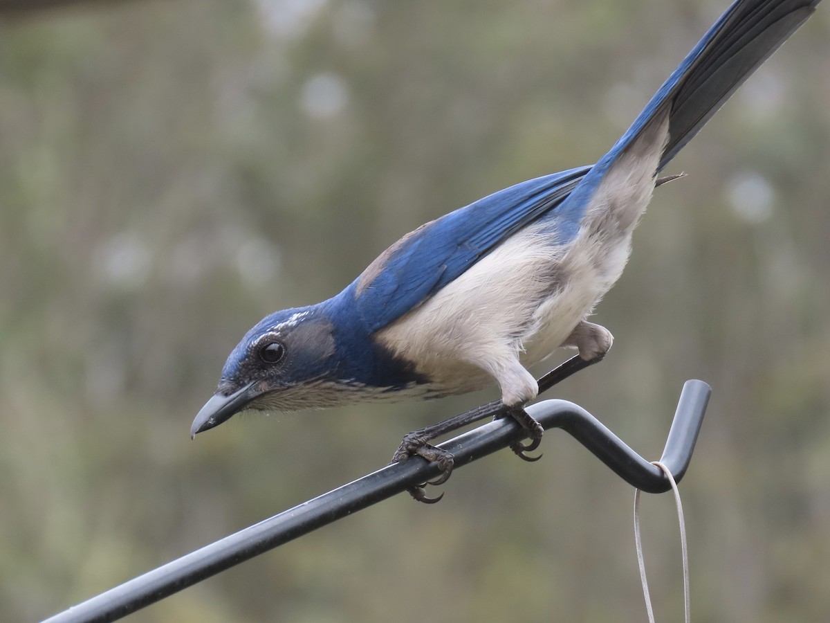 California Scrub-Jay - Alane Gray