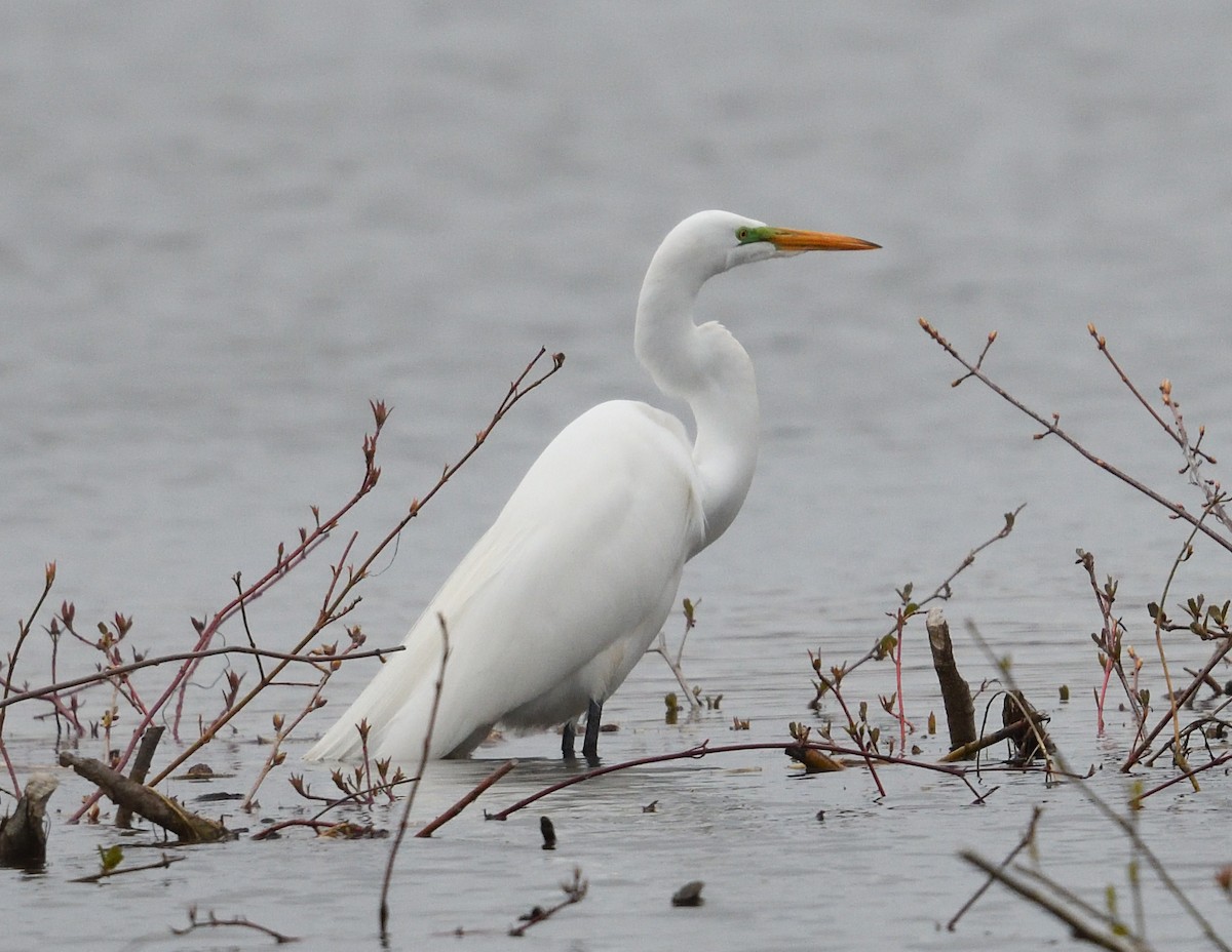 Great Egret - ML617846481