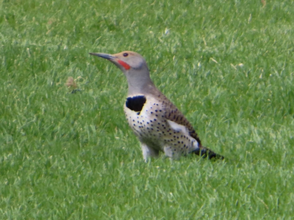 Northern Flicker - ML617846508