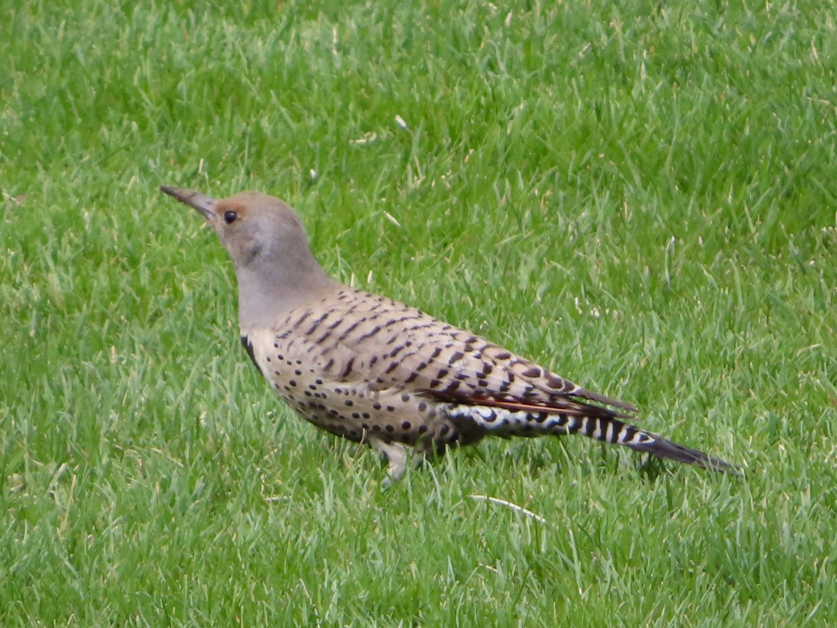 Northern Flicker - ML617846528