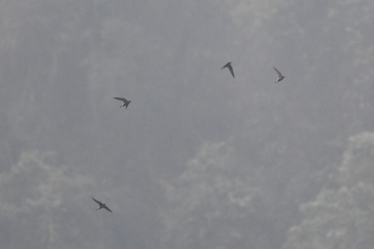 Silver-backed Needletail - Tristan Jobin