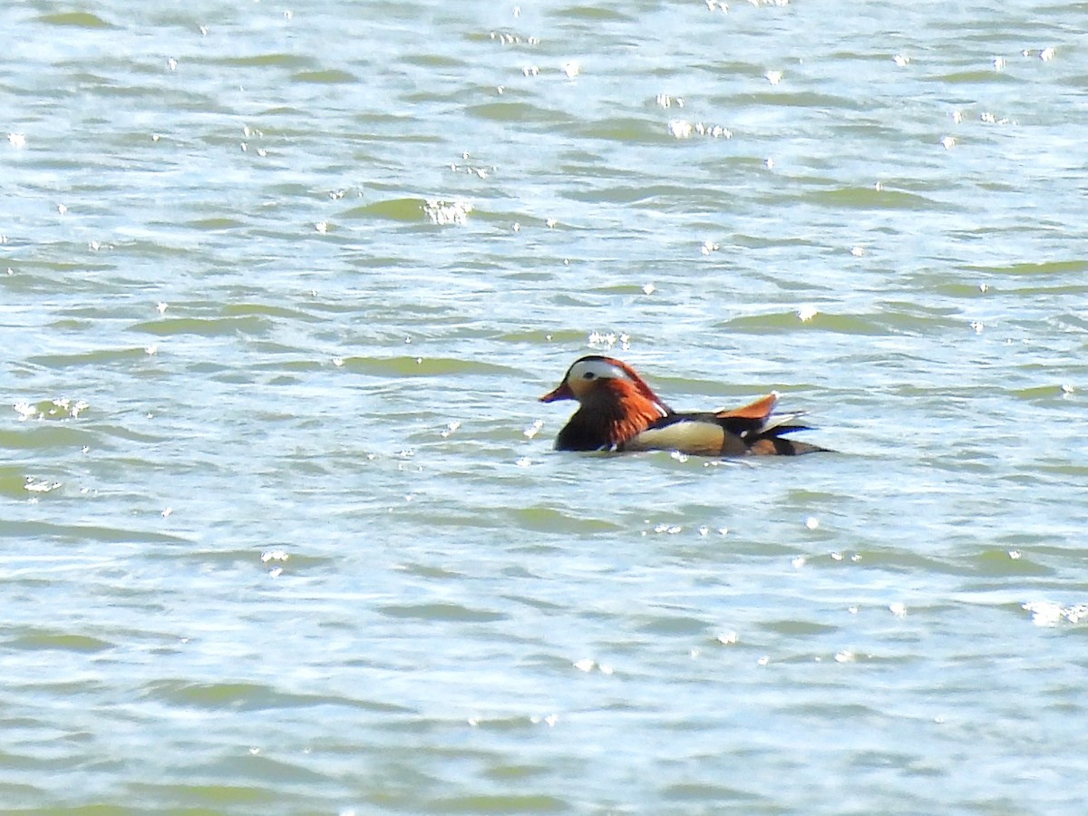 Mandarin Duck - ML617846603