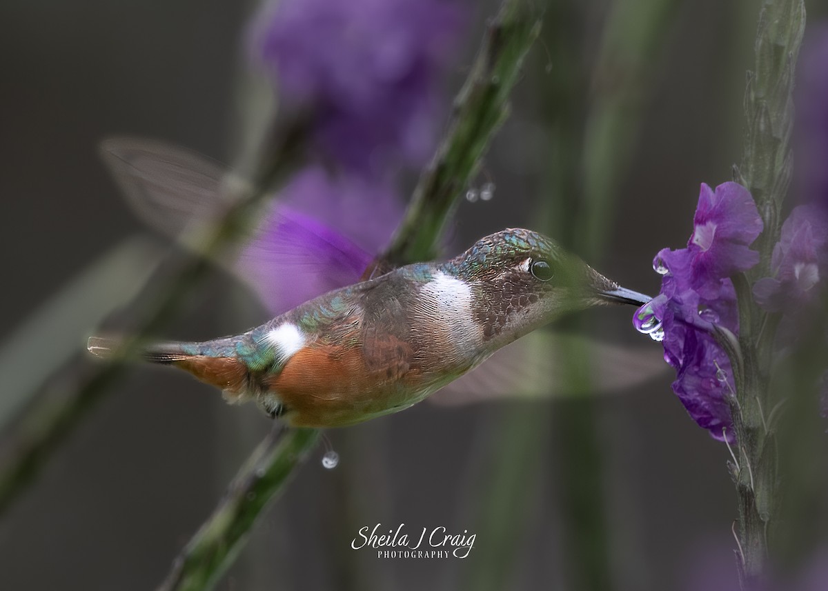 Violettkehl-Sternkolibri - ML617846623