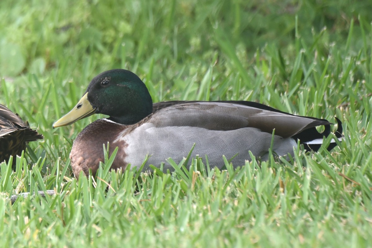 Mallard - John Swenfurth