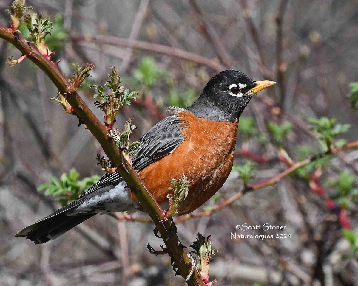 American Robin - Scott Stoner