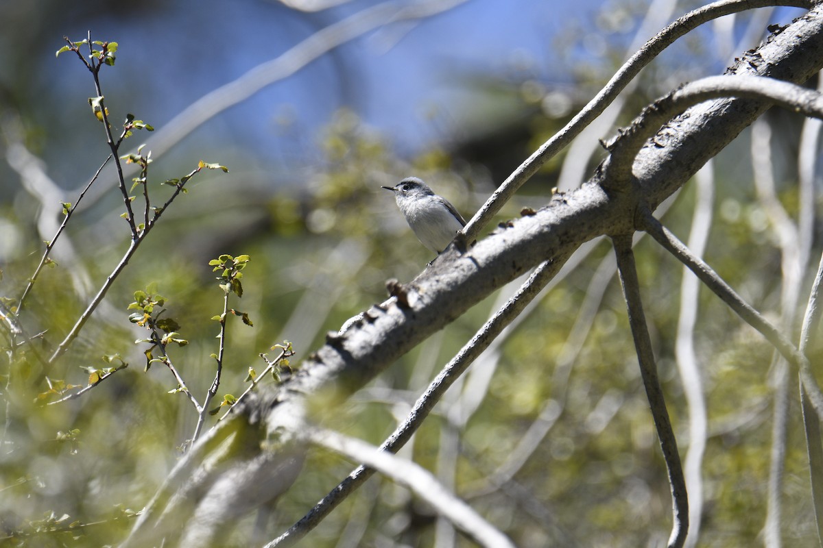 Blue-gray Gnatcatcher - ML617846687