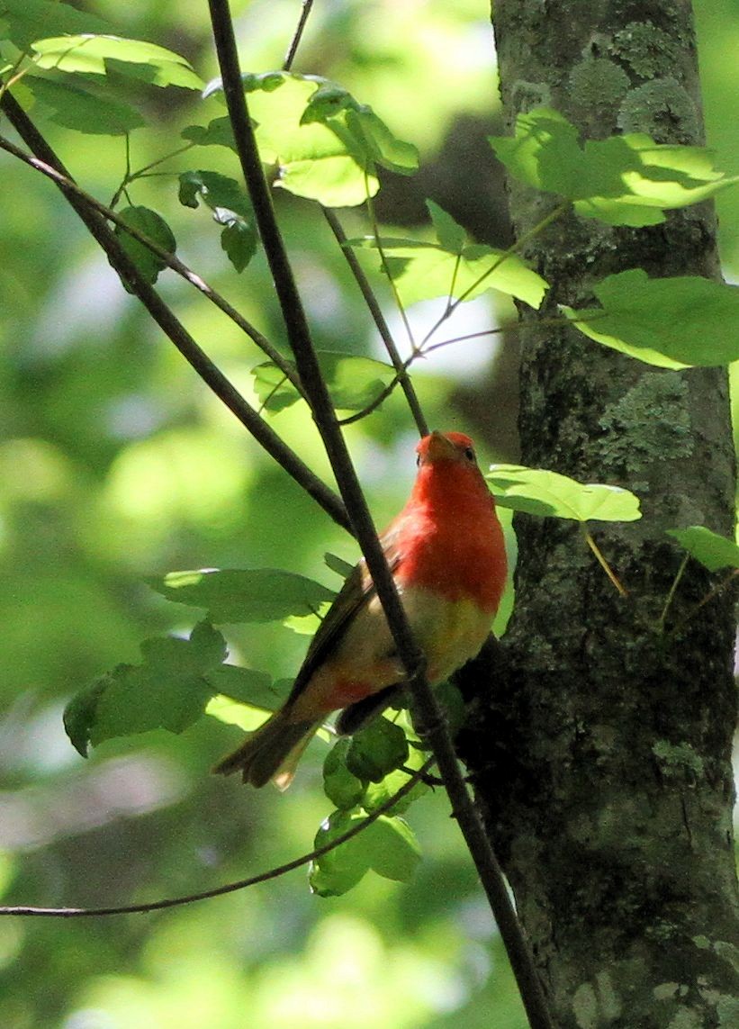 Summer Tanager - ML617846688