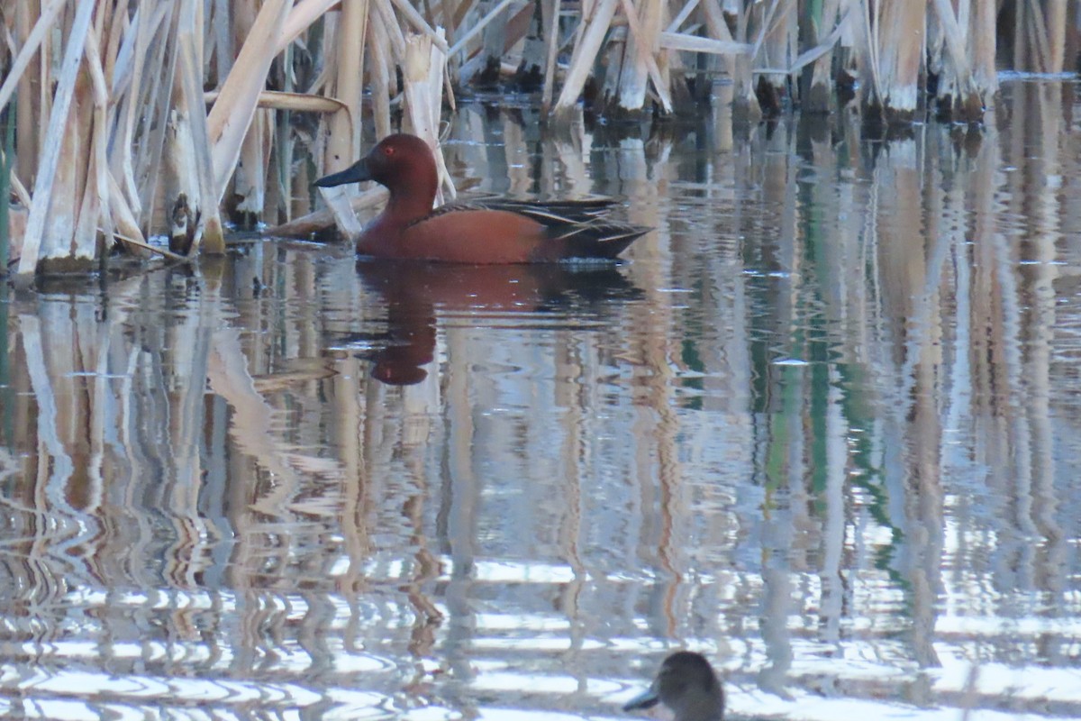 Cinnamon Teal - ML617846736