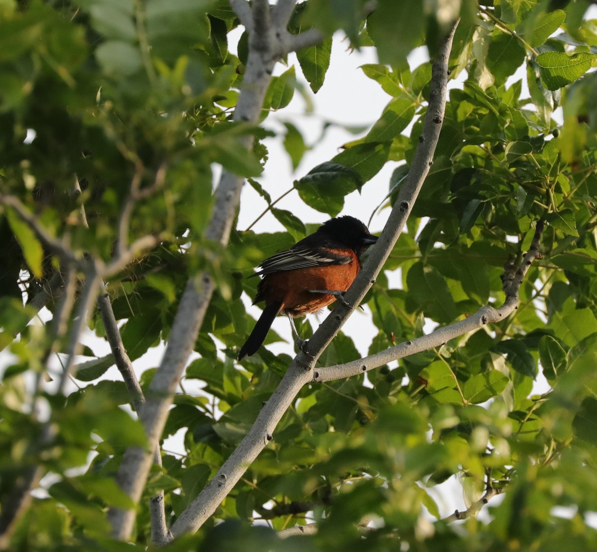 Orchard Oriole - ML617846745