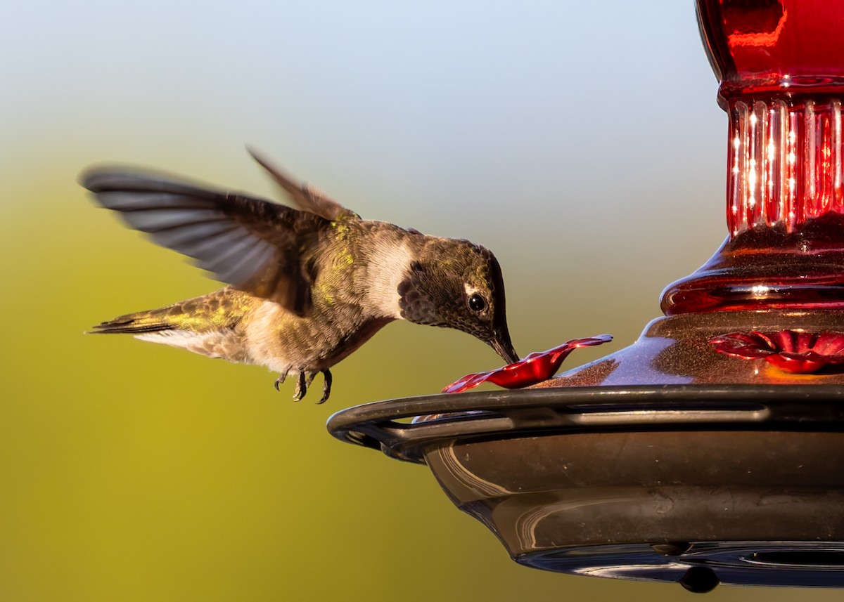 Black-chinned Hummingbird - ML617846759